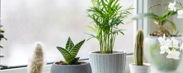 plante